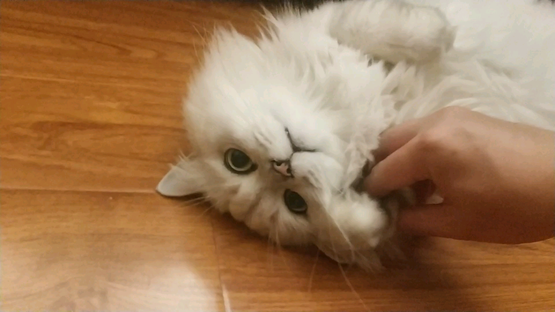 【米糊】被强迫卖萌的可怜猫猫